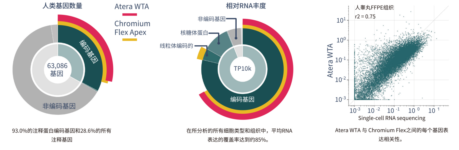 单细胞分辨率