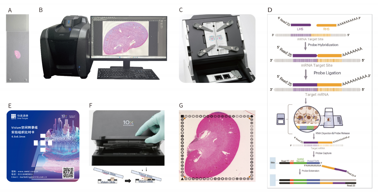 Visium CytAssist