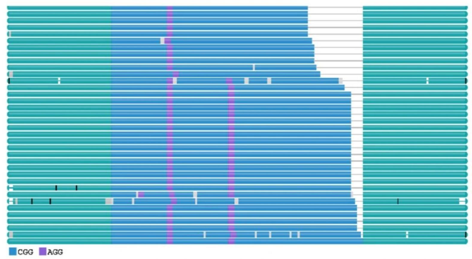 点亮“基因暗区”：PureTarget实现高通量重复序列全景分析